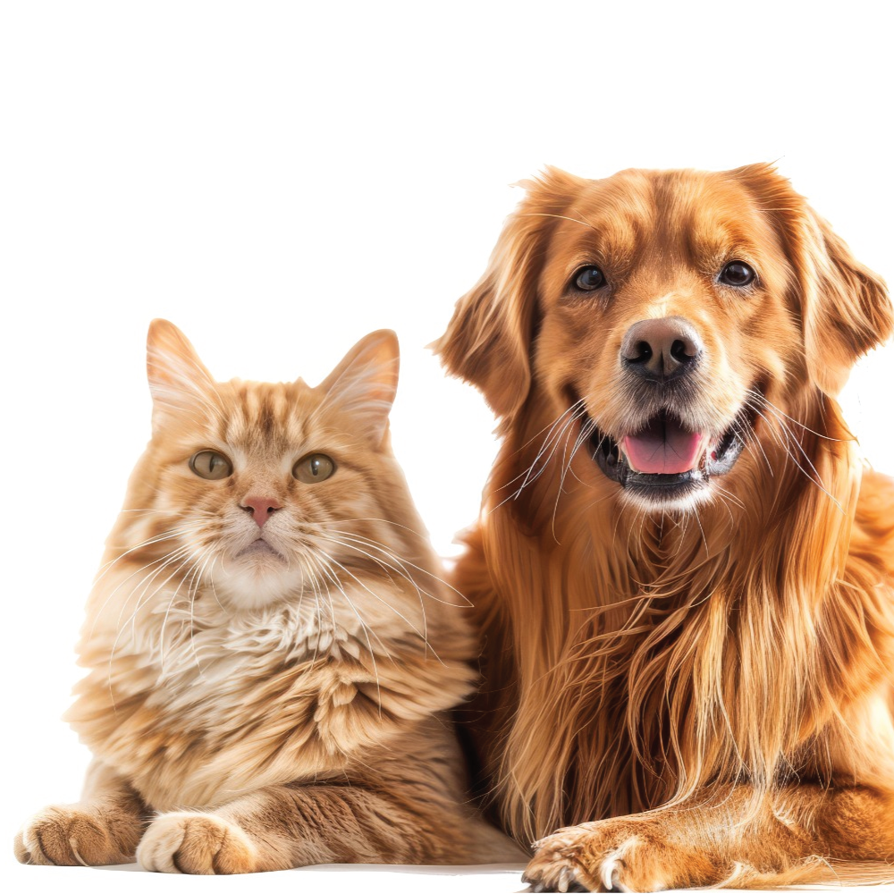 Pet Supplies